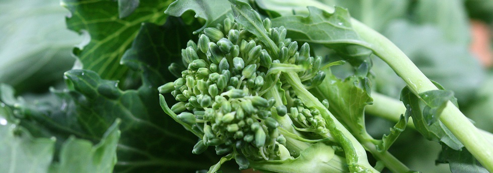 broccoli-raab-category.jpg