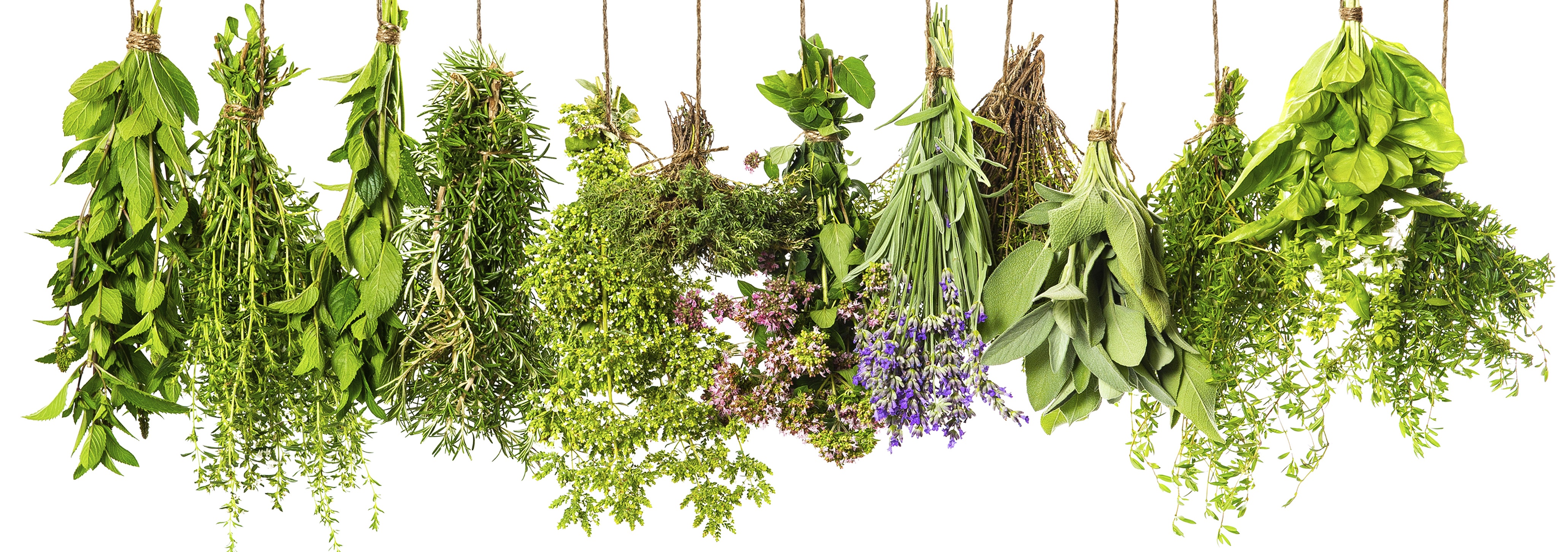 herbs-category.jpg
