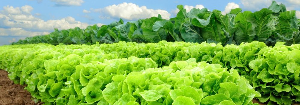lettuce-category.jpg