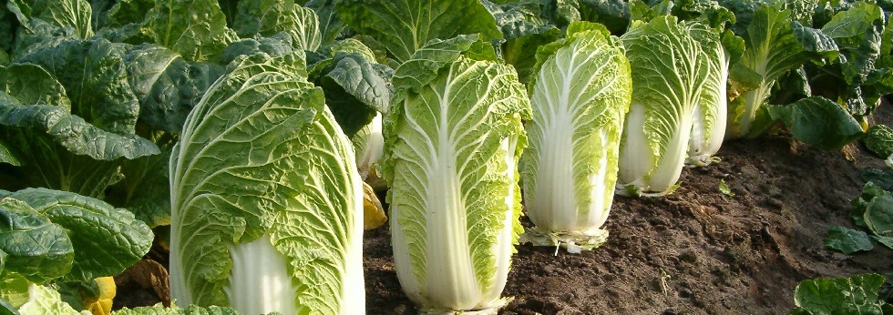 michihili-cabbage-category.jpg