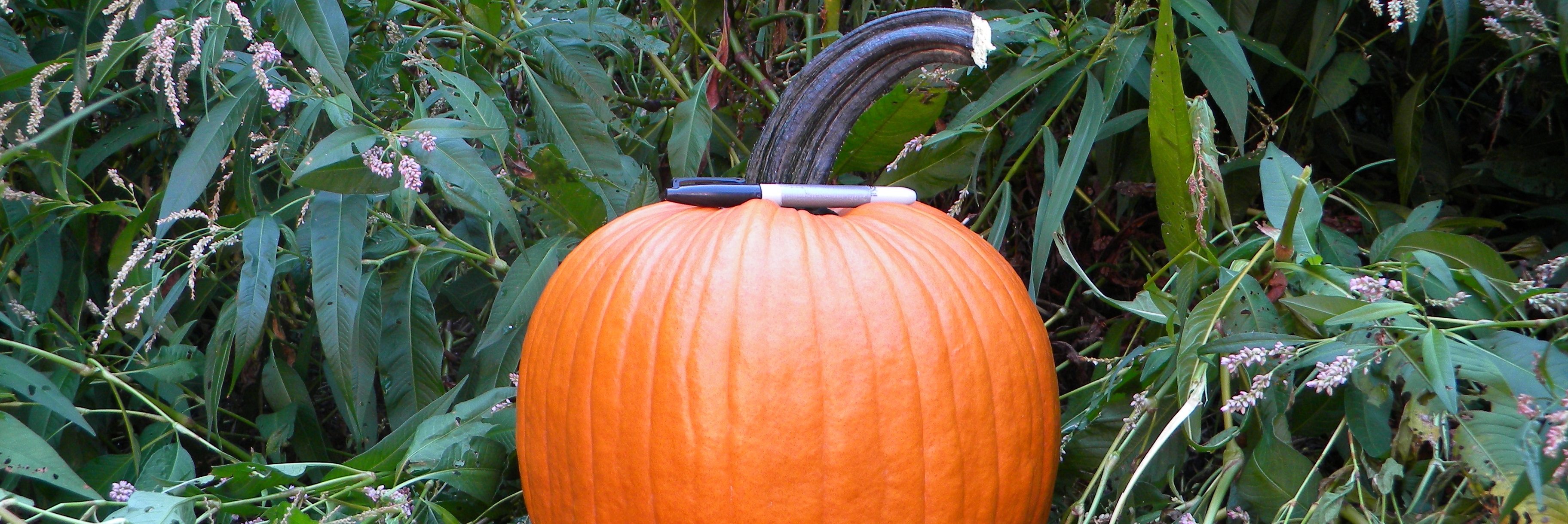 pumpkin-category.jpg
