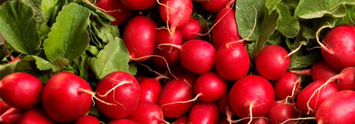 radish-category.jpg