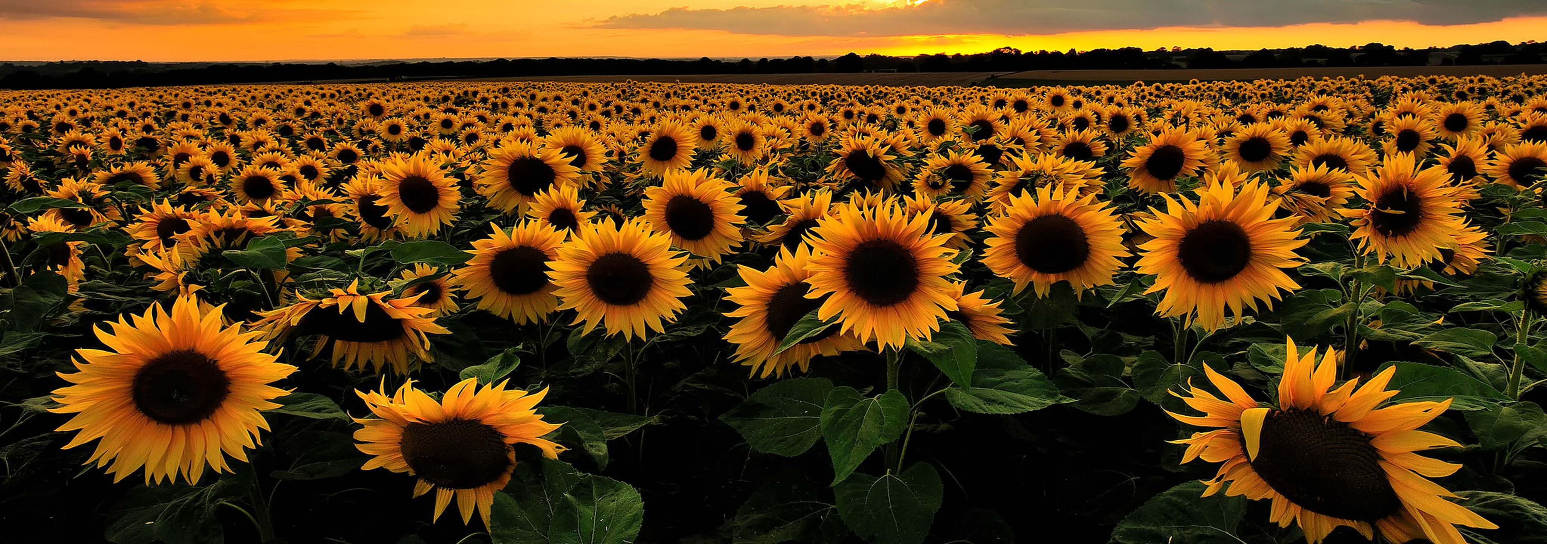 sunflower-category.jpg