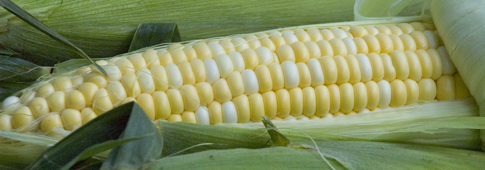 Vegetables Sweet Corn Page 1 Holmes Seed Company Sweet Corn