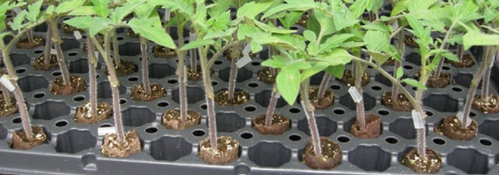 tomato-rootstock-category.jpg