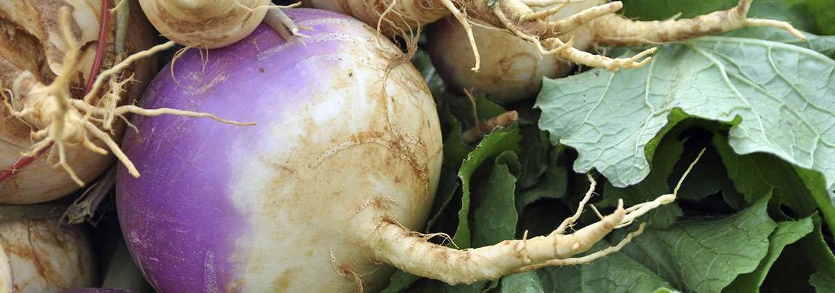 turnip-category.jpg